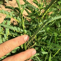 野生叶下珠珍珠草晨开夜合草新鲜现采包邮叶下珠晒干草
