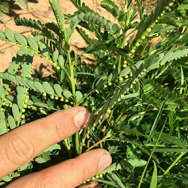 野生叶下珠珍珠草晨开夜合草新鲜现采包邮叶下珠晒干草