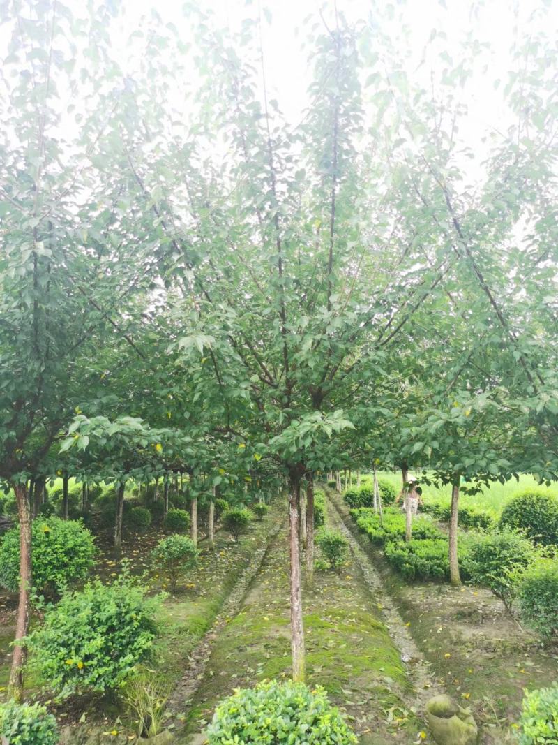 苗圃直供精品高低分支红梅，欢迎来电咨询，保质保量