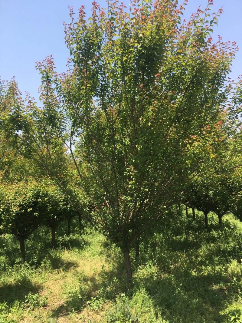 苗圃直供精品高低分支红梅，欢迎来电咨询，保质保量