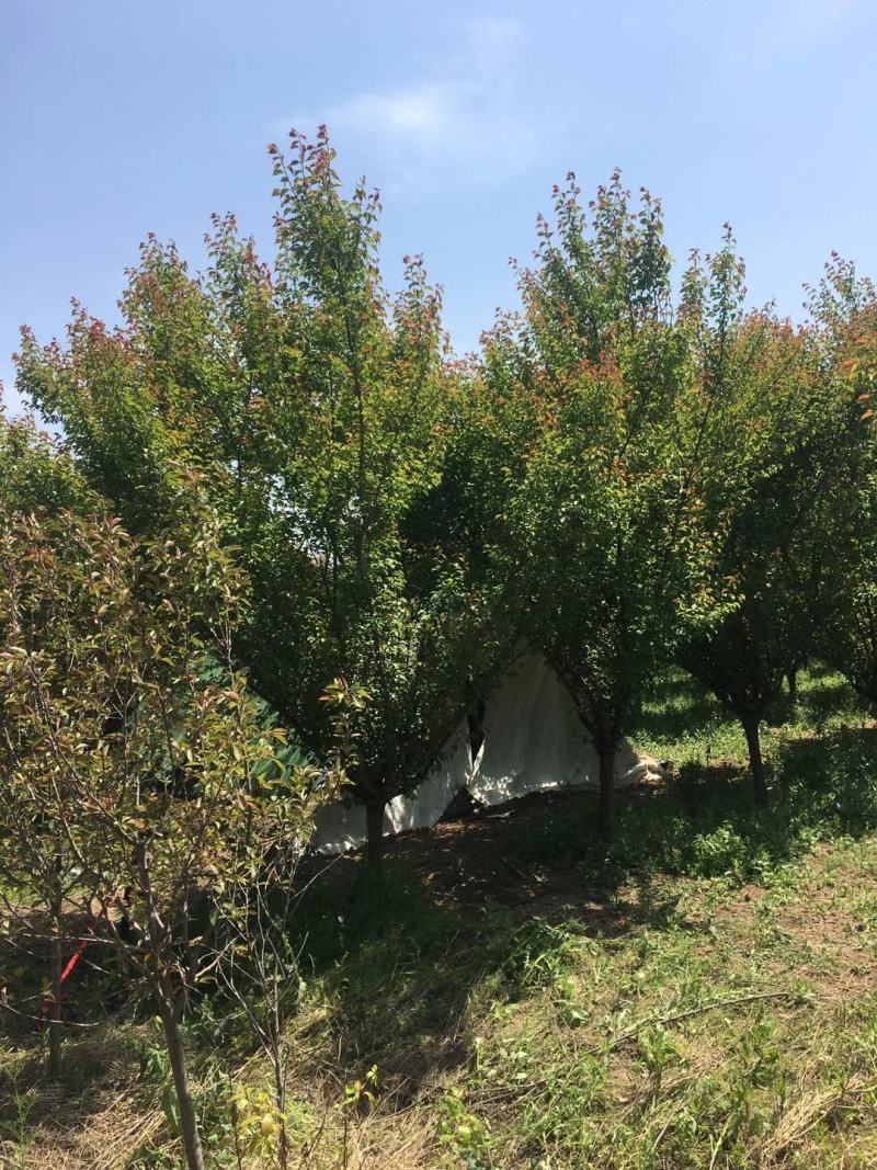 苗圃直供精品高低分支红梅，欢迎来电咨询，保质保量