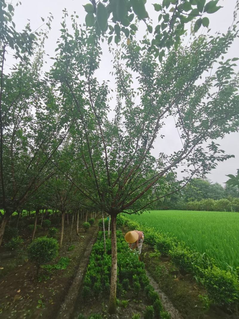 苗圃直供精品高低分支红梅，欢迎来电咨询，保质保量