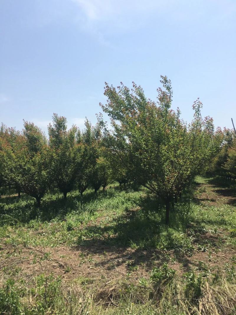苗圃直供精品高低分支红梅，欢迎来电咨询，保质保量