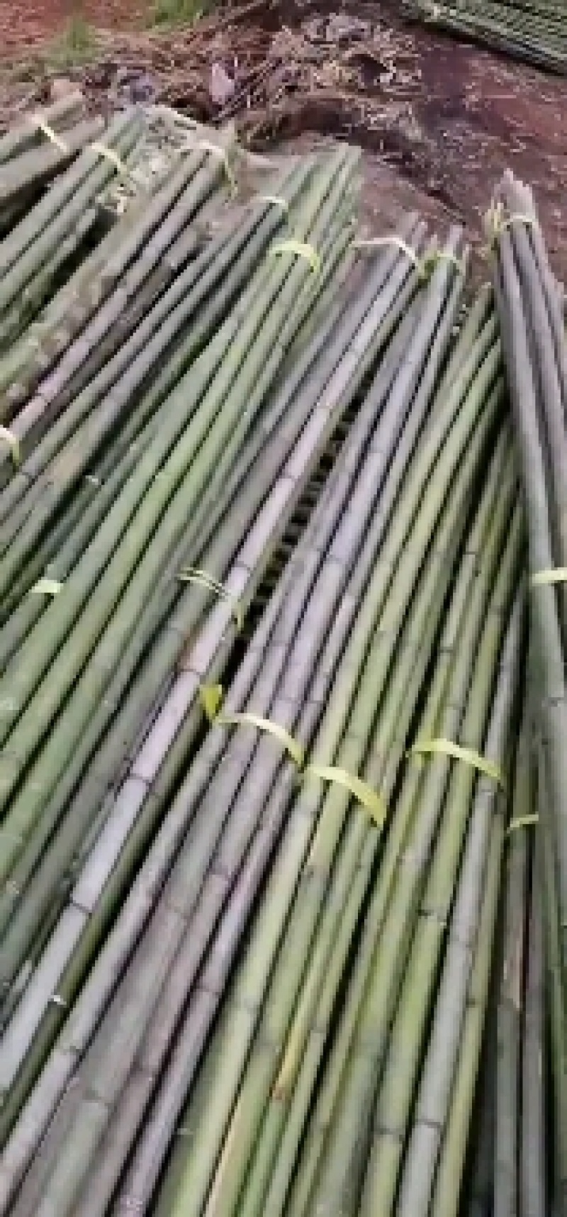 湖南竹竿，新鲜菜架竹，可用于豆角架，一手货源，货源充足！