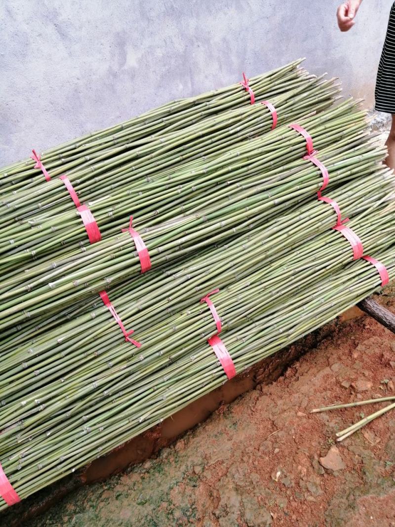 湖南竹竿，新鲜菜架竹，可用于豆角架，一手货源，货源充足！