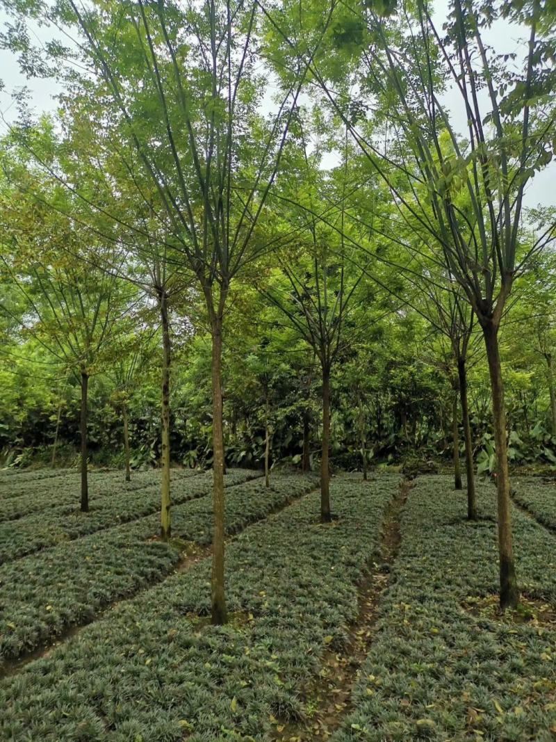 优价出售8-35cm国槐，欢迎来电咨询详谈