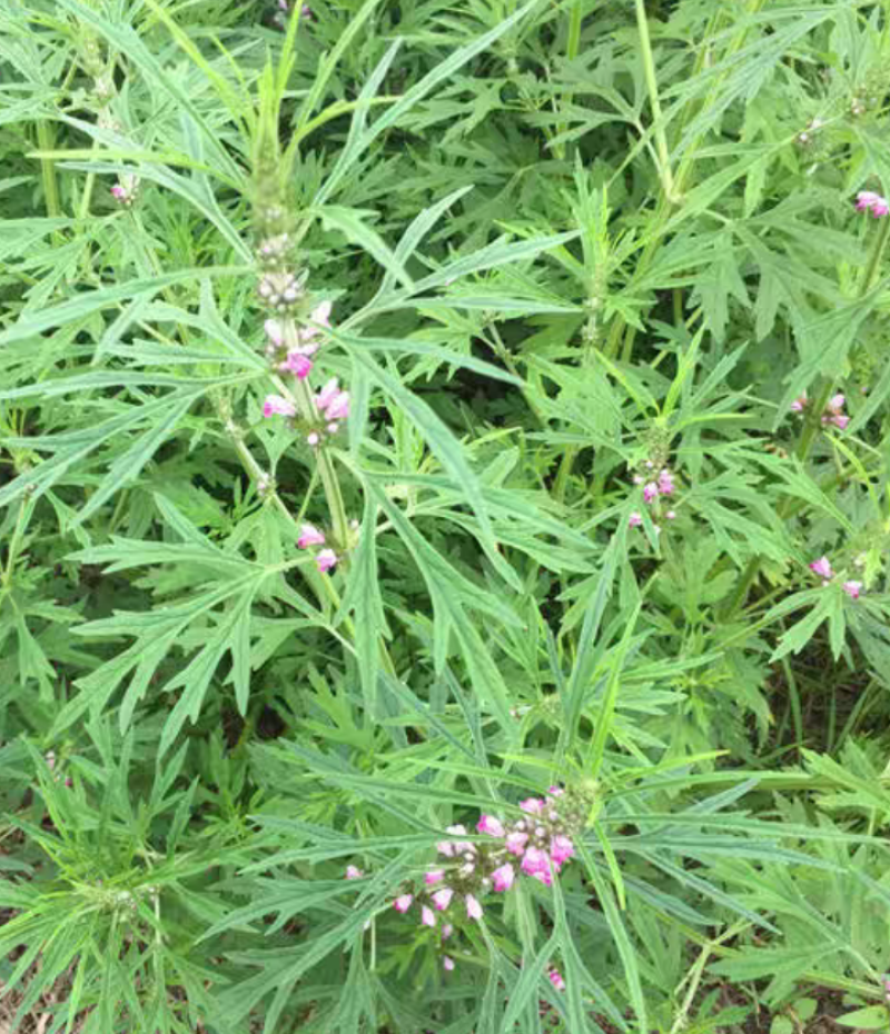益母草新鲜药材现采益母草或干草包邮