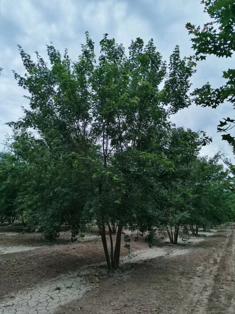 苗圃直供各规格精品元宝枫，数量上千颗，欢迎来电咨询