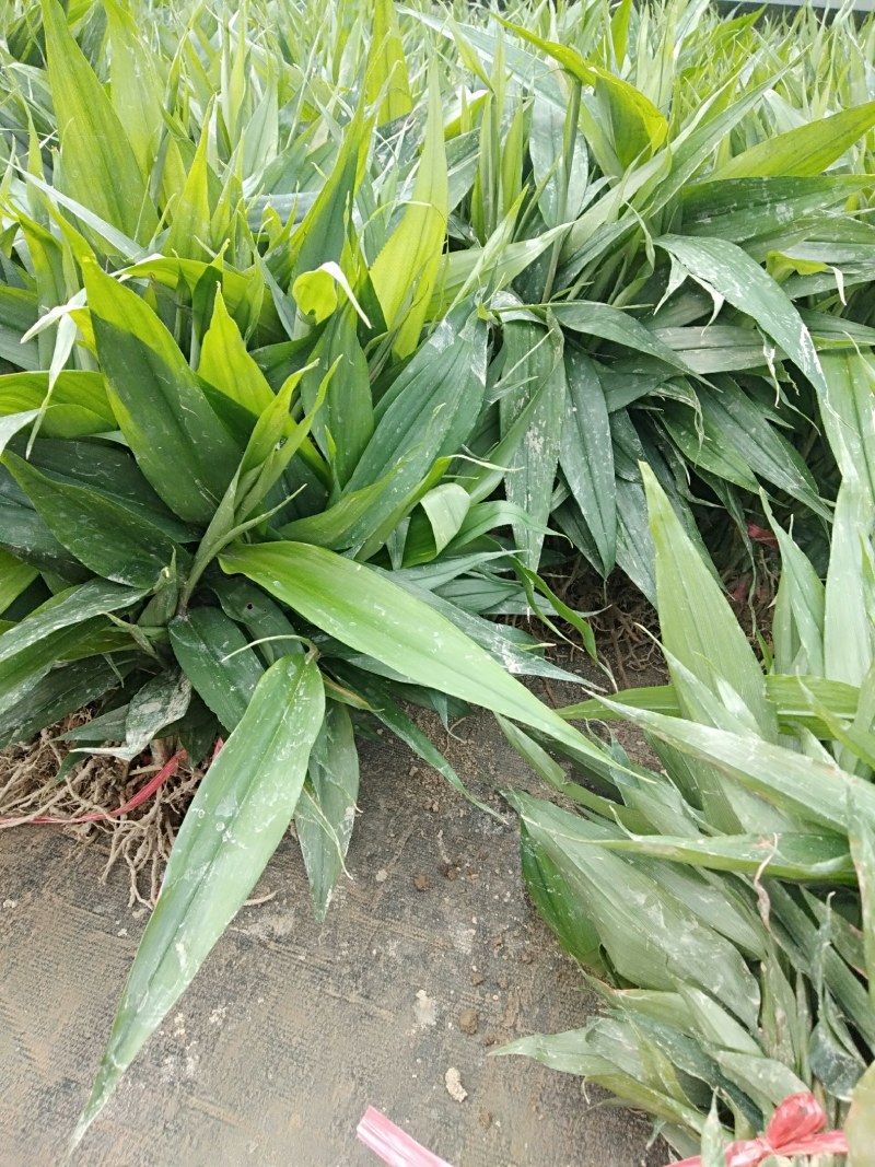 良种益智苗益智仁一年新苗产地直发15公分左右可视频看货