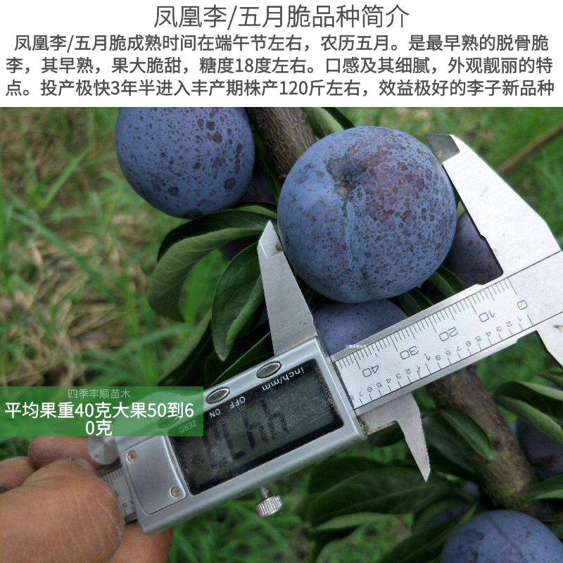 【原产地大果型】凤凰李苗/五月脆李子苗/早熟李树苗现挖苗