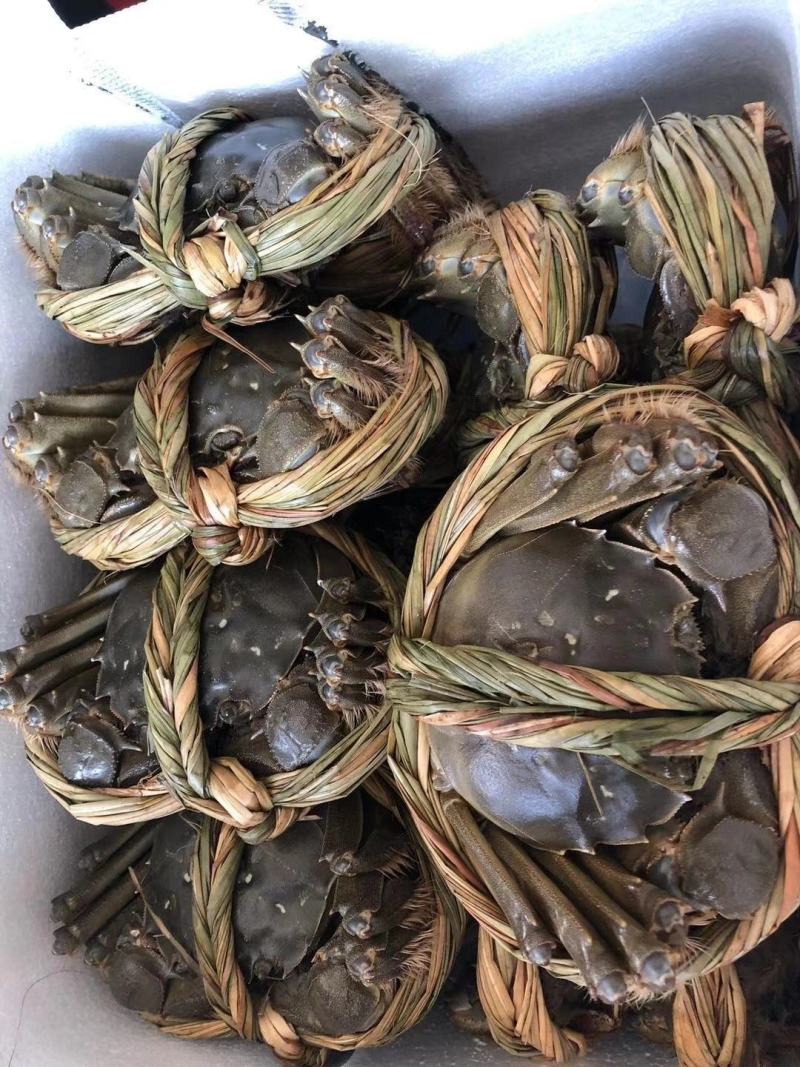 精品大闸蟹，自产自销，吃海鱼长大的螃蟹