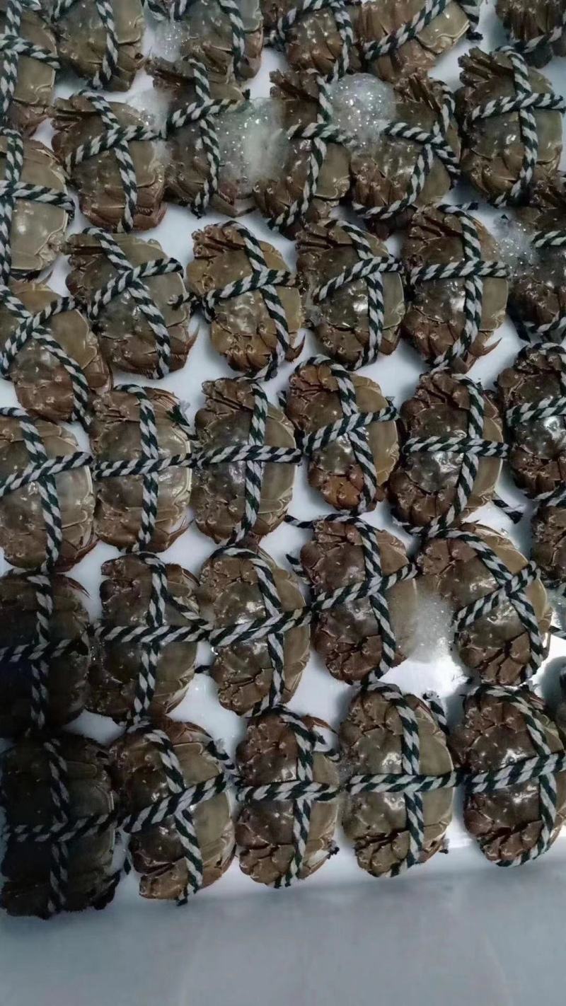 精品大闸蟹，自产自销，吃海鱼长大的螃蟹