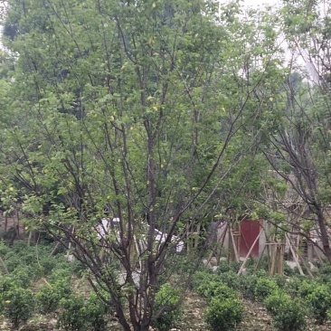 出售大小规格精品山杏，欢迎选购，保质保量，规格齐全