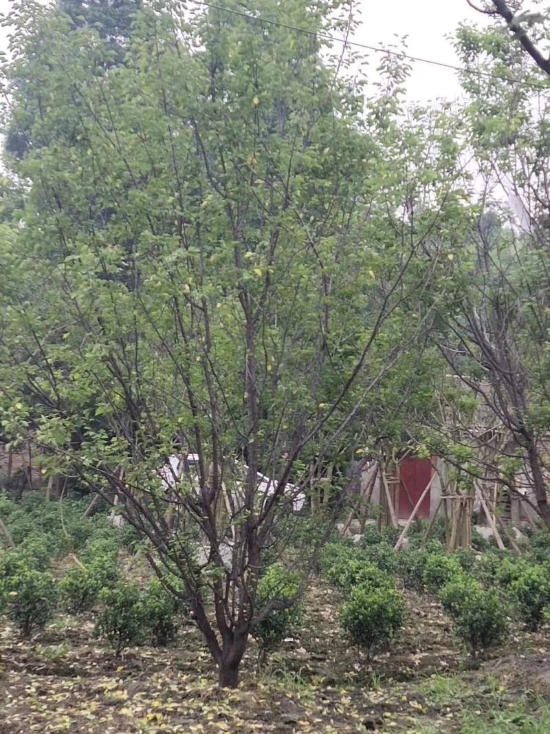 出售大小规格精品山杏，欢迎选购，保质保量，规格齐全