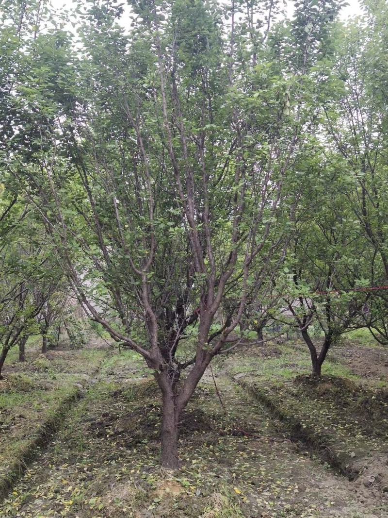 出售大小规格精品山杏，欢迎选购，保质保量，规格齐全