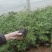 精品四季玫瑰营养杯苗大量现货供应
