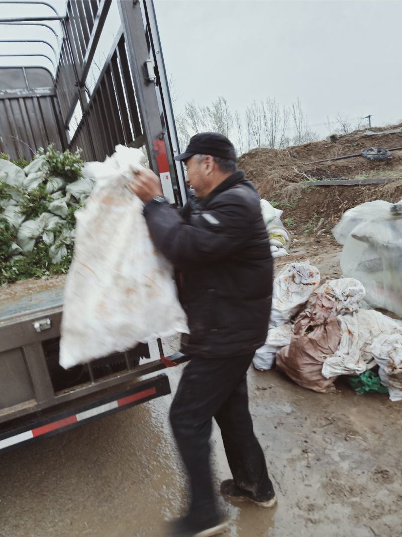 精品四季玫瑰营养杯苗大量现货供应