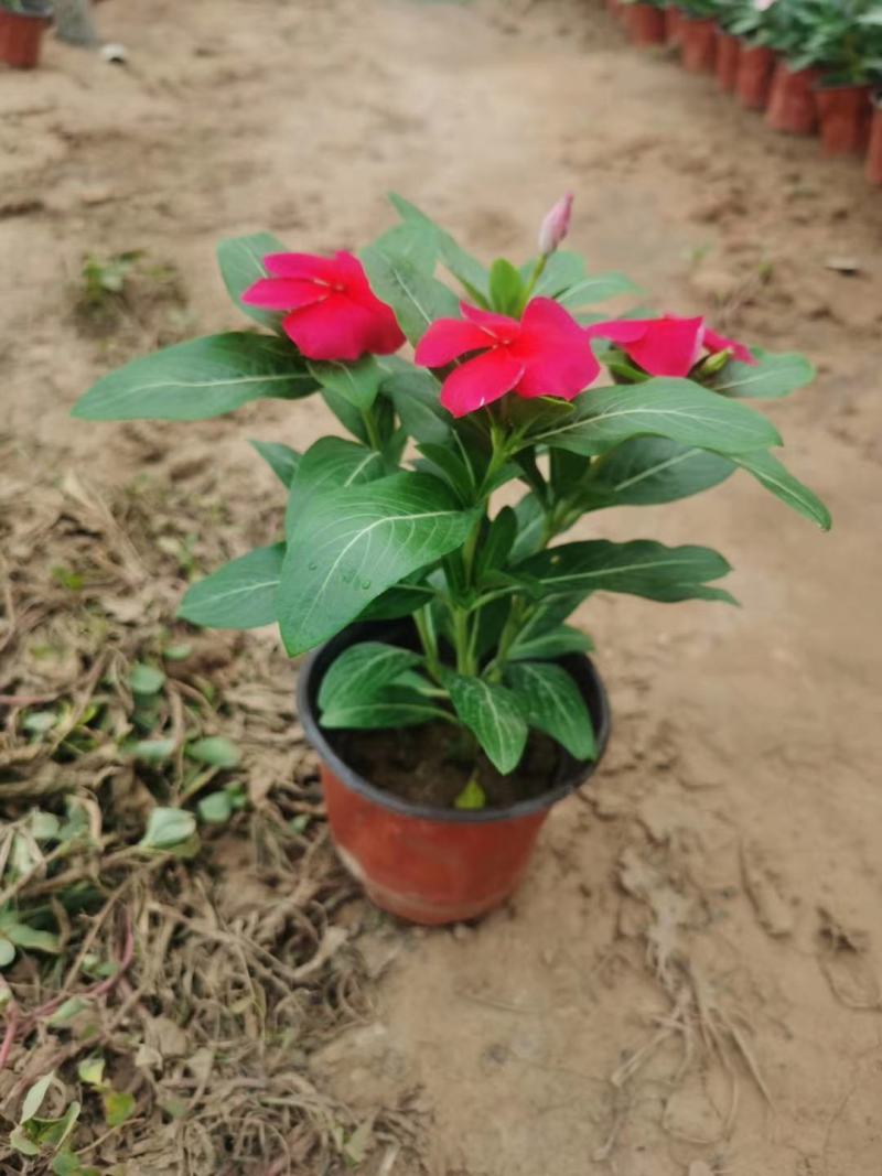 精品长春花天天开大量现货供应