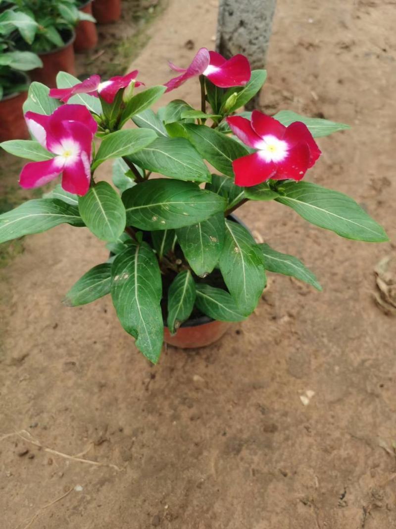精品长春花天天开大量现货供应