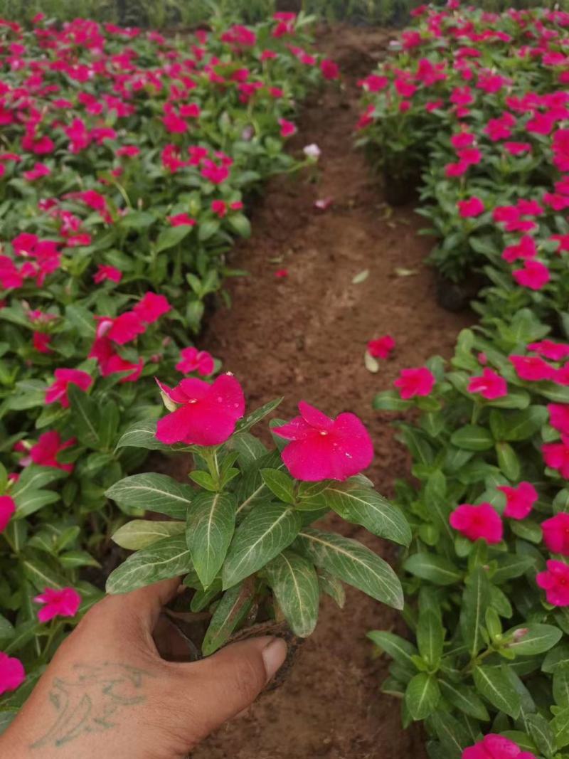 精品长春花天天开大量现货供应