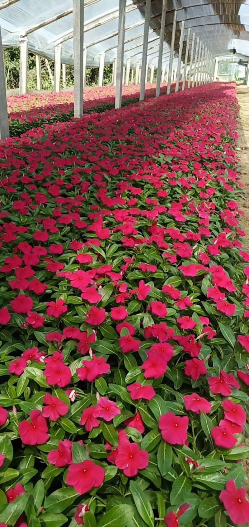 精品长春花天天开大量现货供应