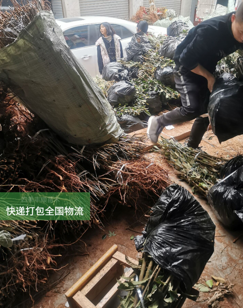 【原产地大果型】凤凰李苗/五月脆李子苗/早熟李树苗现挖苗