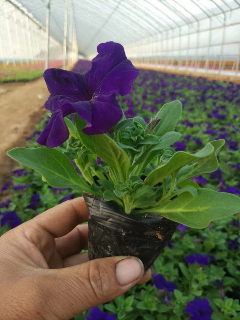 精品矮牵牛大量现货供应