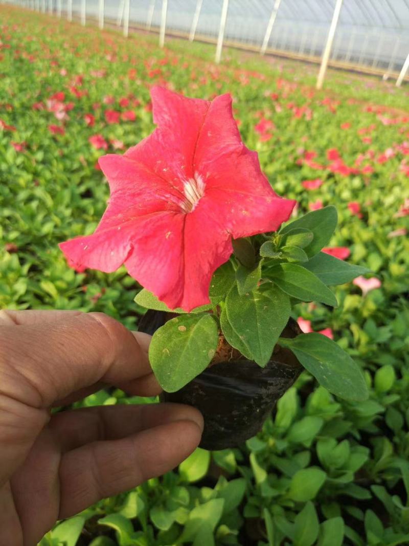 精品矮牵牛大量现货供应