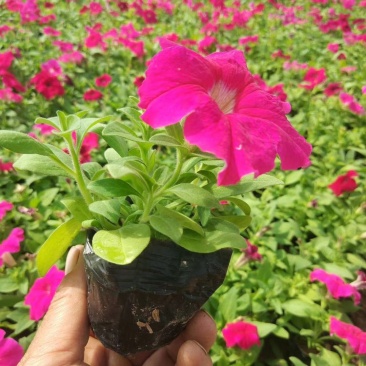 精品矮牵牛大量现货供应