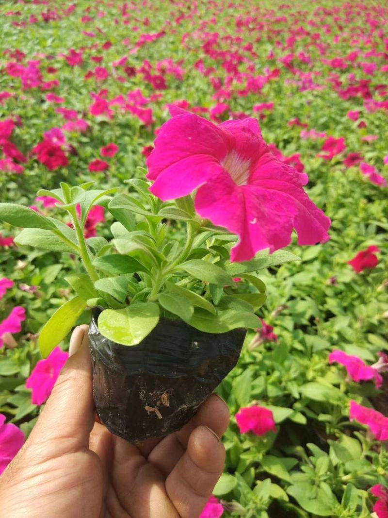 精品矮牵牛大量现货供应