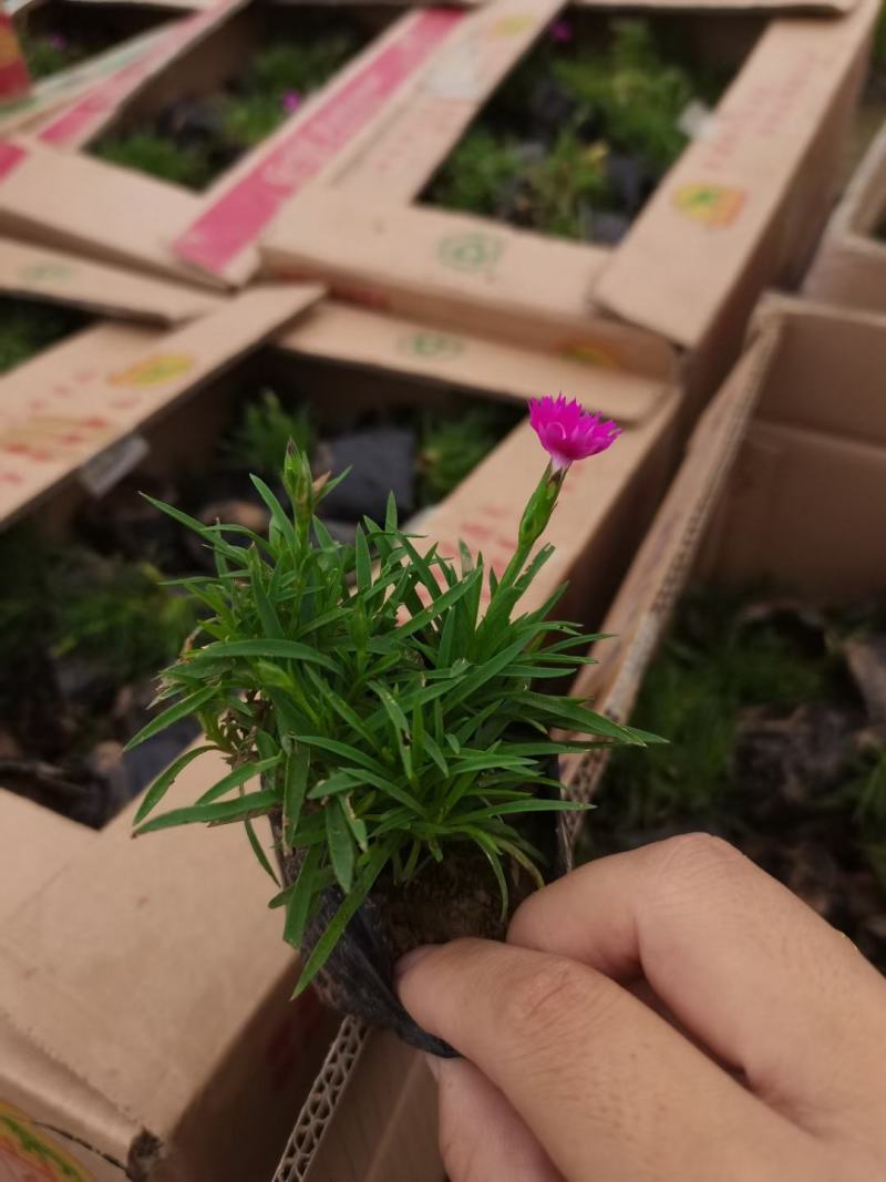精品欧石竹基地大量现货供应