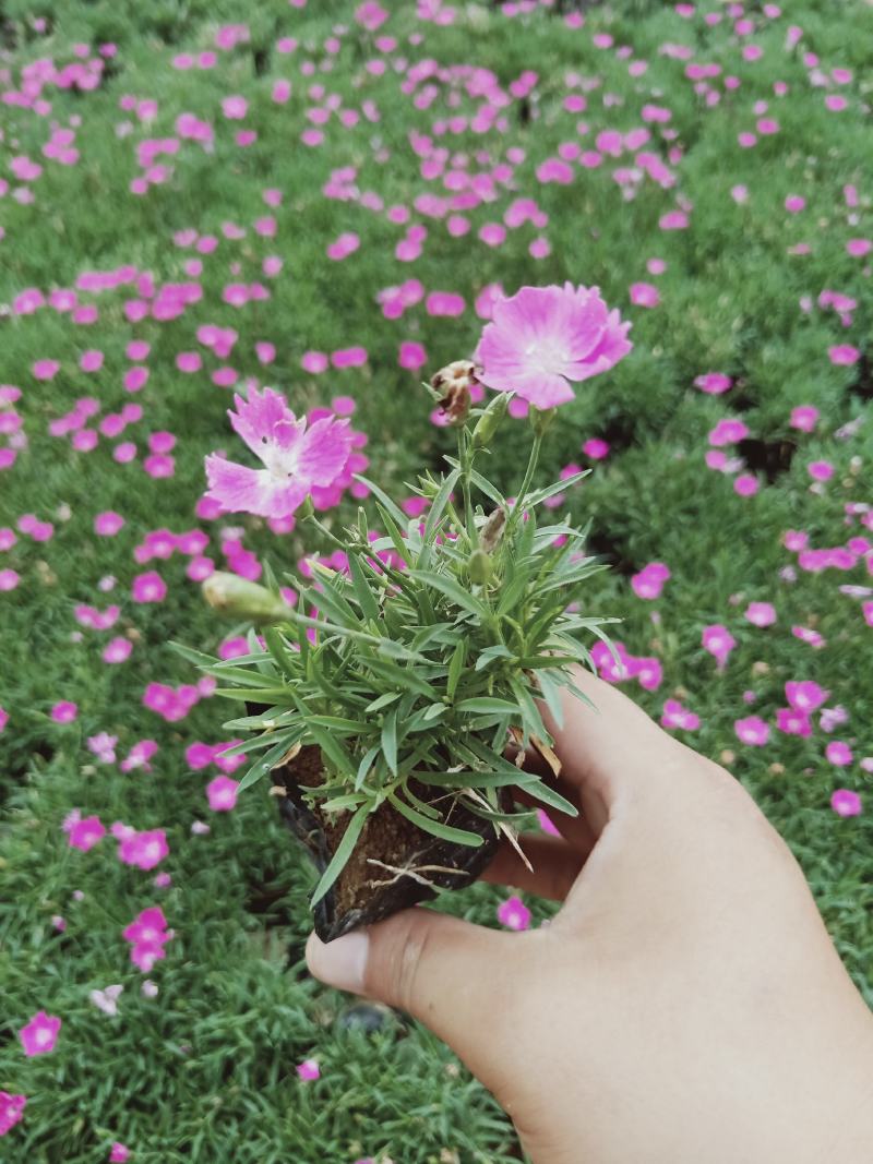 精品欧石竹基地大量现货供应