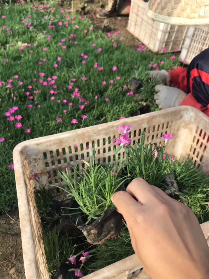 精品欧石竹基地大量现货供应