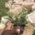 精品福禄考芝樱基地大量现货供应