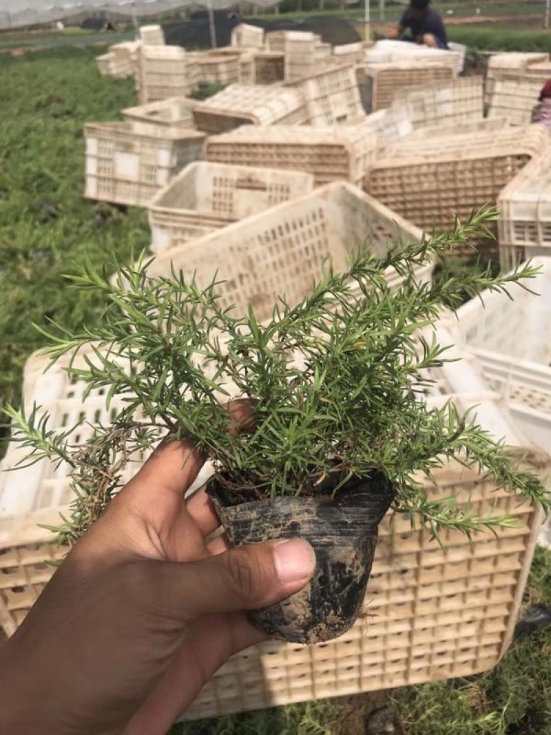 精品福禄考芝樱基地大量现货供应