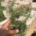 精品福禄考芝樱基地大量现货供应