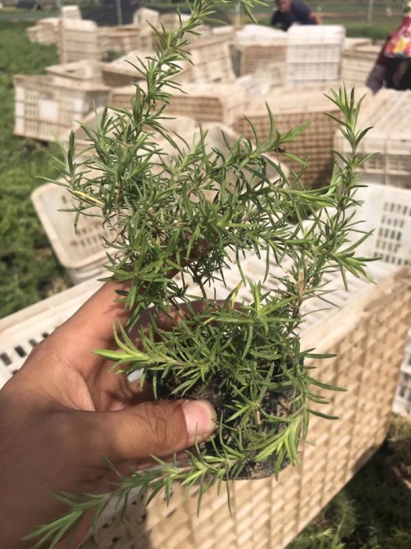 精品福禄考芝樱基地大量现货供应