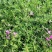 精品福禄考芝樱基地大量现货供应