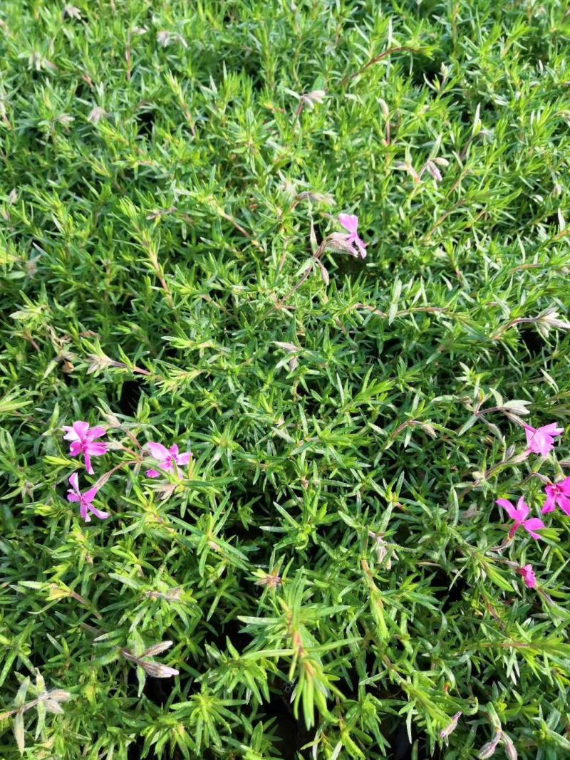 精品福禄考芝樱基地大量现货供应