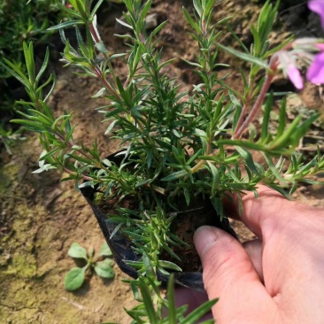 精品福禄考芝樱基地大量现货供应