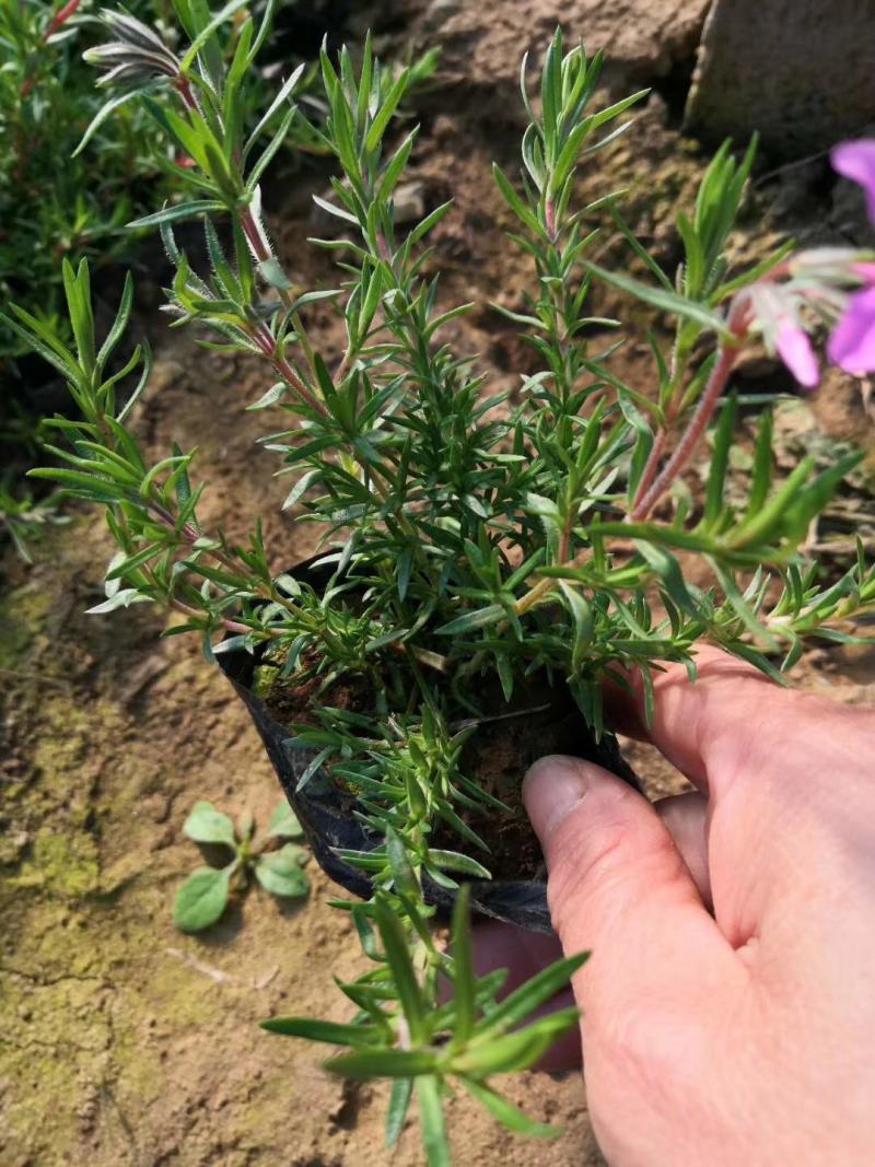 精品福禄考芝樱基地大量现货供应