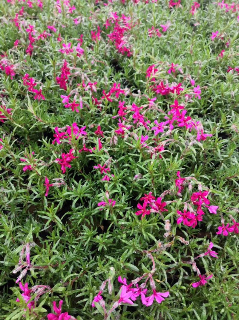 精品福禄考芝樱基地大量现货供应