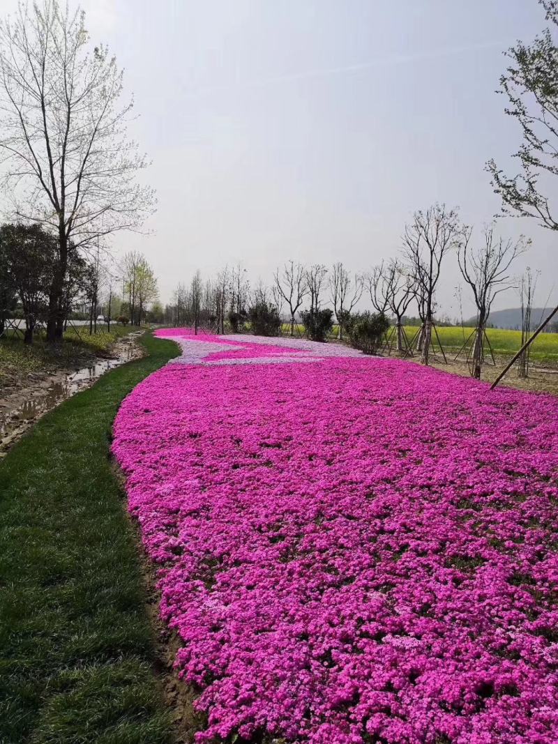 精品福禄考芝樱基地大量现货供应