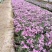精品福禄考芝樱基地大量现货供应