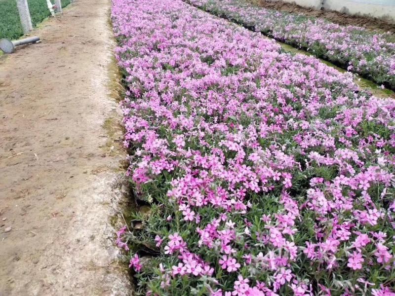 精品福禄考芝樱基地大量现货供应