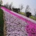 精品福禄考芝樱基地大量现货供应