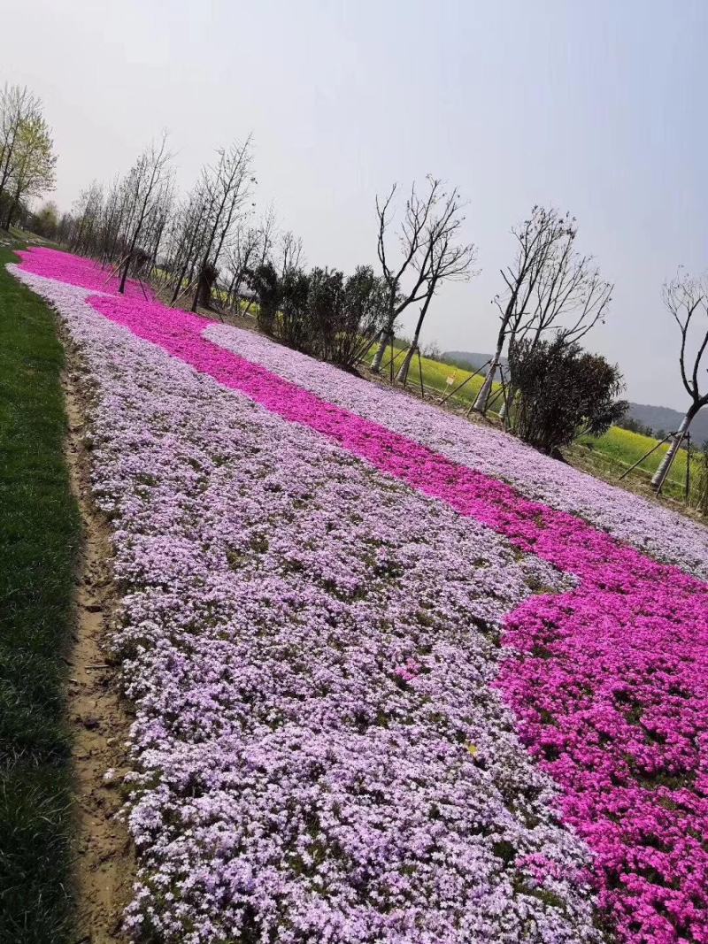 精品福禄考芝樱基地大量现货供应