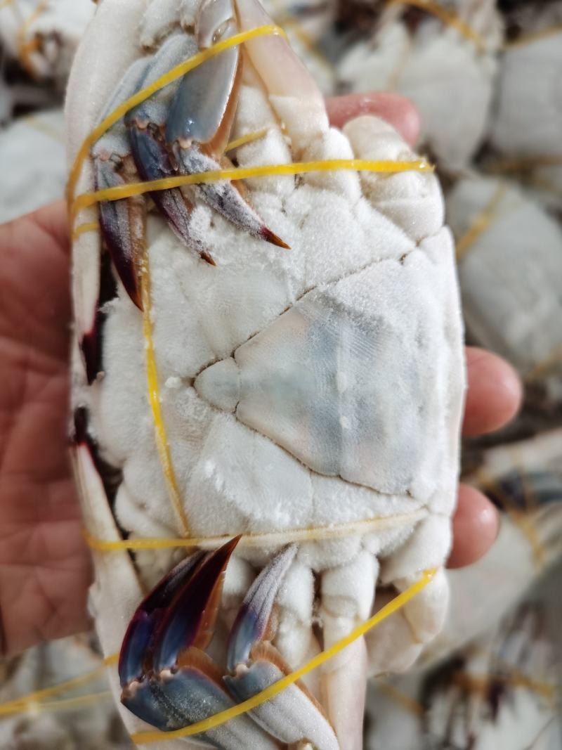 梭子蟹三角蟹二母蟹单冻梭子蟹活体单冻梭子蟹一件代发