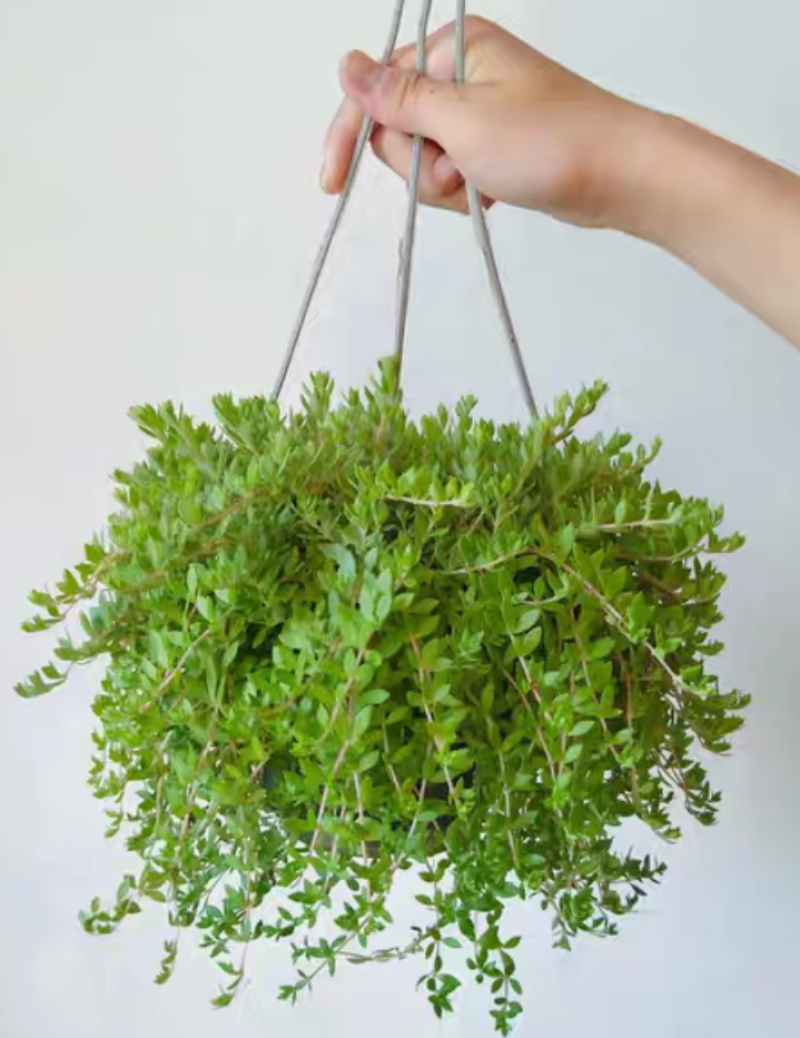 【包邮】全草类中药材垂盆草