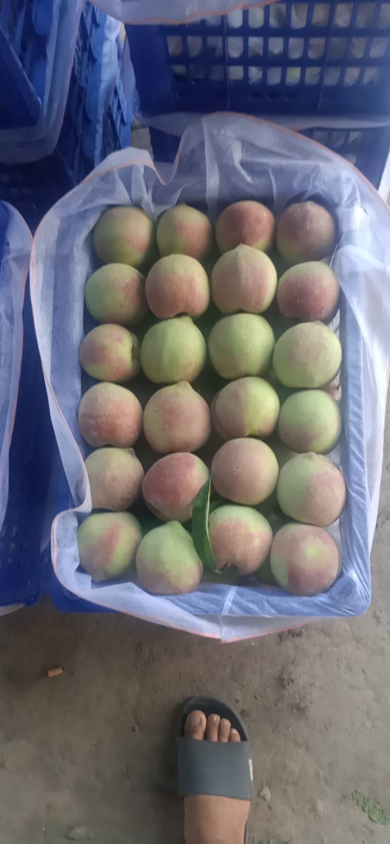 青州蜜桃全红蜜山东毛桃离核毛桃嵩山蜜